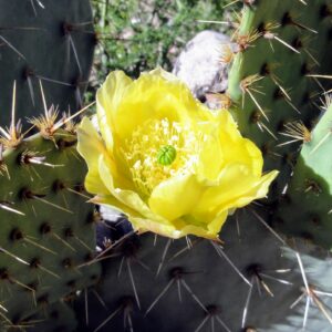 Parque de Agua TermasCacheuta (69)