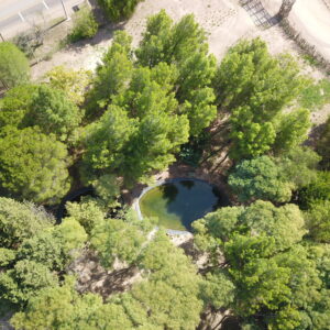 Bosque Cacheuta